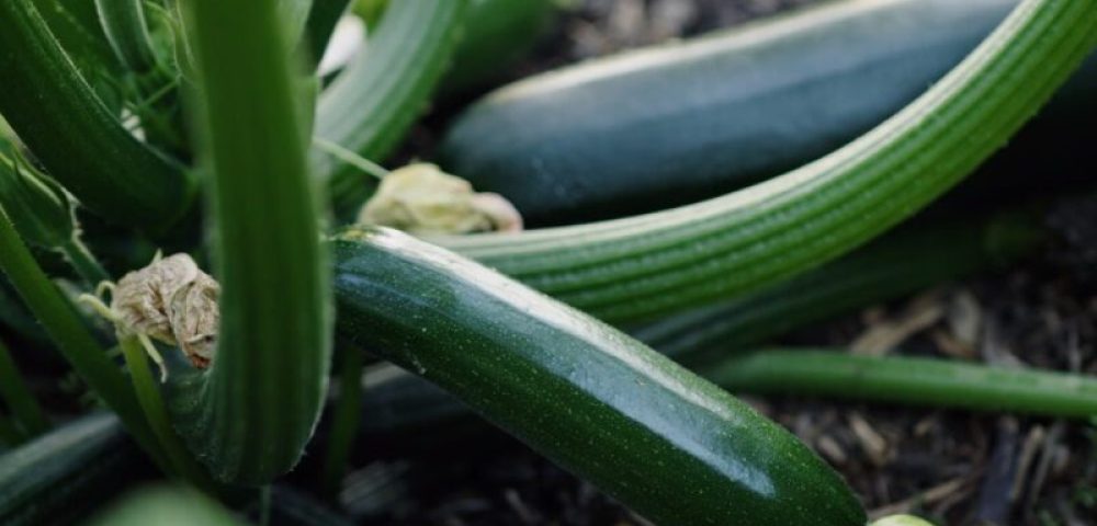 Raw Zucchini Is It Safe to Eat